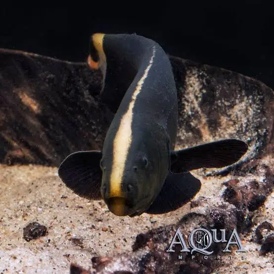 Akvaryum Balıkları Hastalıkları: Belirtiler ve Tedavi