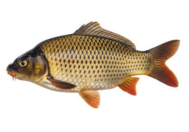 Akvaryum Kurulumu: Adım Adım Başlangıç Rehberi