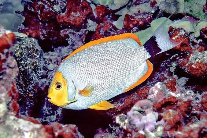 Balık Akvaryum Aydınlatma Sistemleri