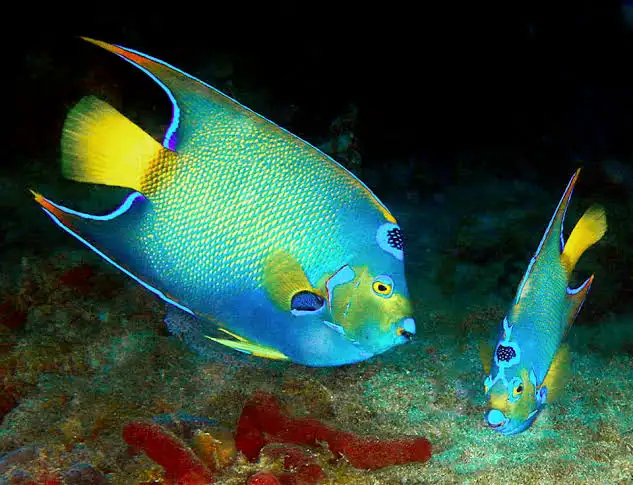 Balıklarda Doğal Yaşam Simülasyonu: Vahşi İçgüdüleri Tatmin Etme