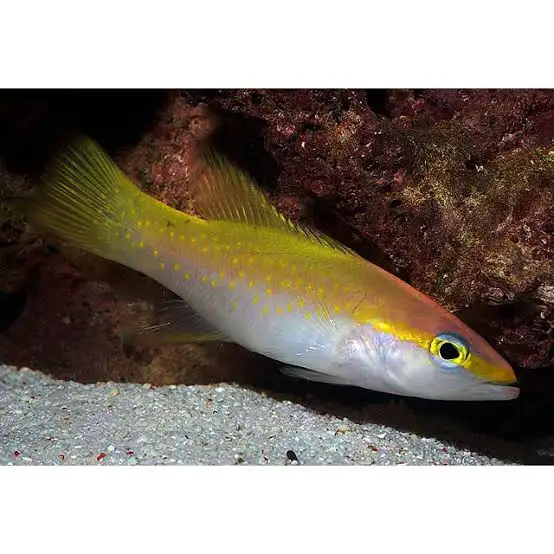 Balık Akvaryum Filtreleme Sistemleri