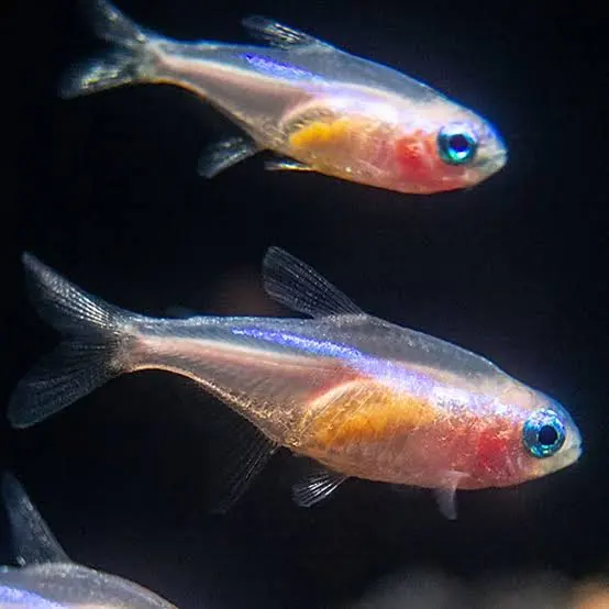 Neon Tetra Hakkında Bilinmesi Gerekenler
