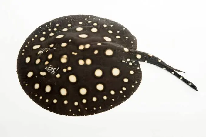 Freshwater Polka Dot Stingray - Nadir ve pahalı balık türü