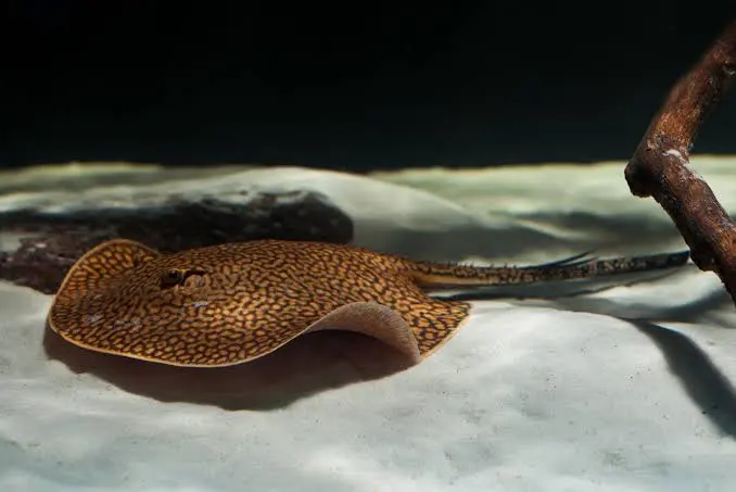 Freshwater Stingray - Tatlı su vatozu, nadir balık türü