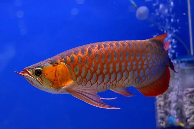 Red Tail Golden Arowana - Nadir altın renkli Arowana türü