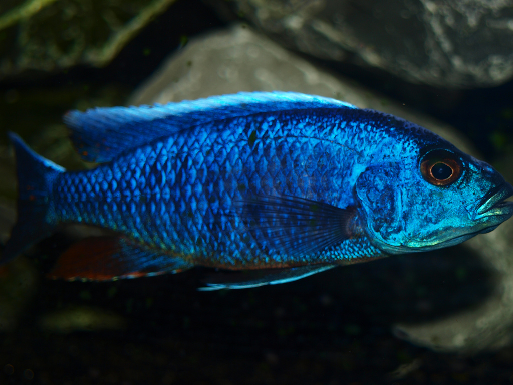 Electric Blue Hap (Sciaenochromis fryeri) - En Renkli Balık Türü