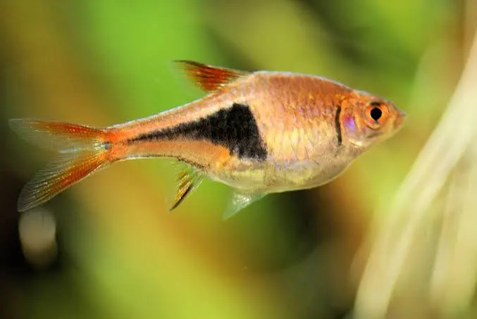 Harlequin Rasbora (Trigonostigma heteromorpha) - En Renkli Balık Türü