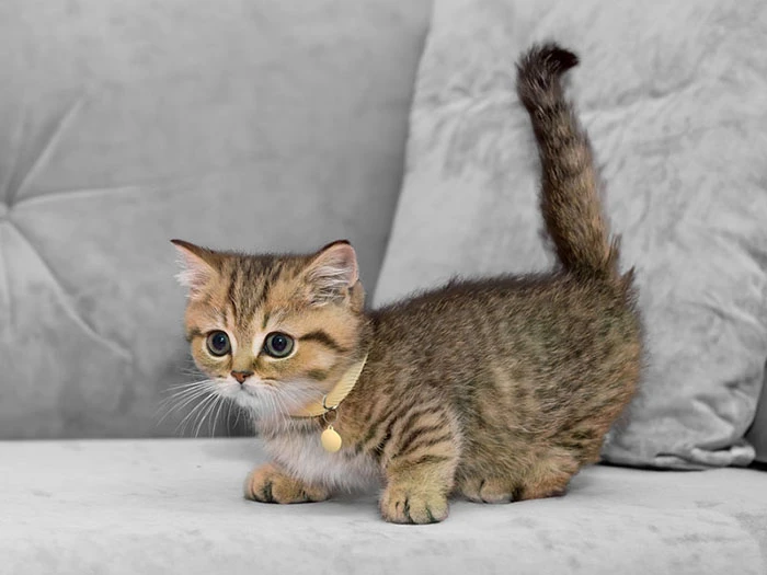 En Popüler 50 Kedi İsmi: 2024 Yılında En Çok Tercih Edilen Kedi İsimleri