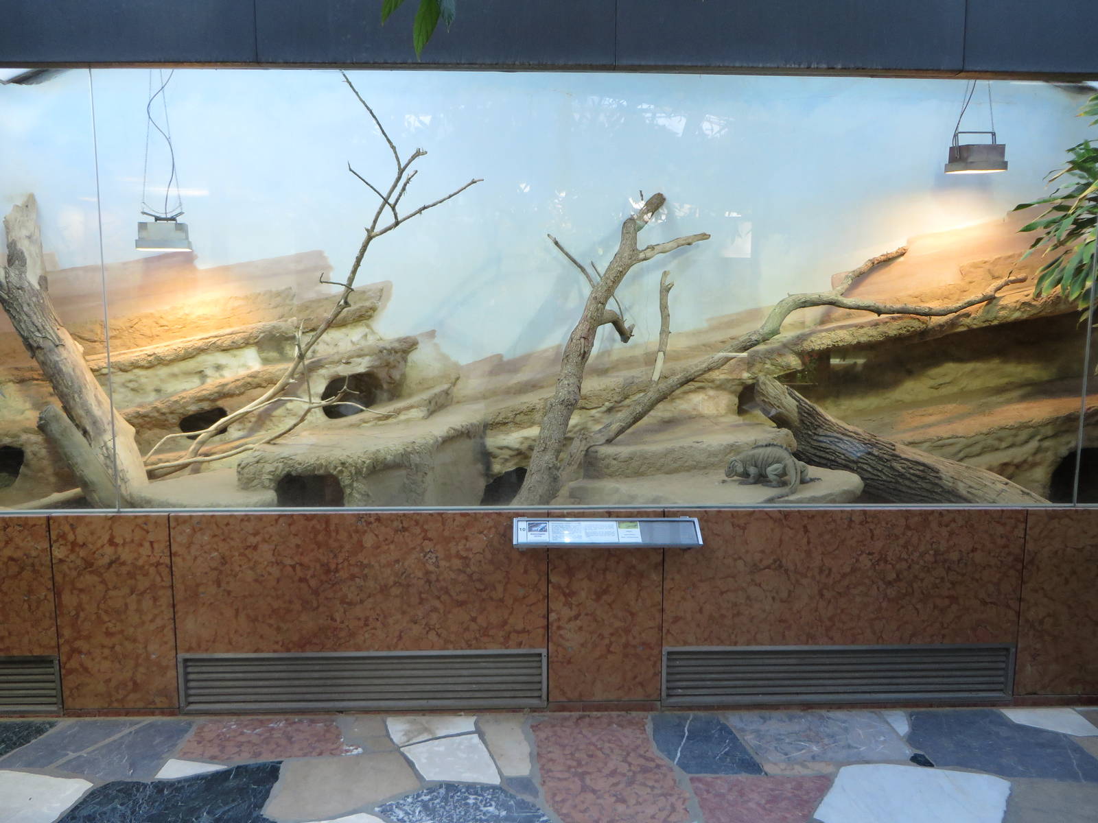 İguana Bakımı - Teraryum Kurulumu ve Beslenme Rehberi